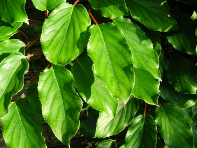Blätter einer Zierkiwipflanze