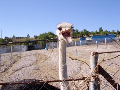 auf einer Straußenfarm bei Alanya