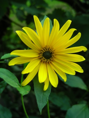 gelbe Sommerblume