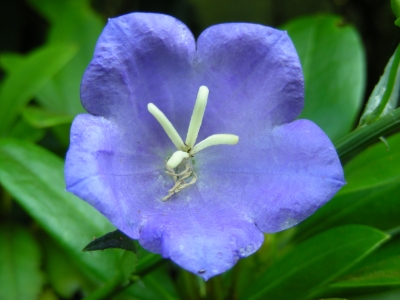 blaue Glockenblumenblüte