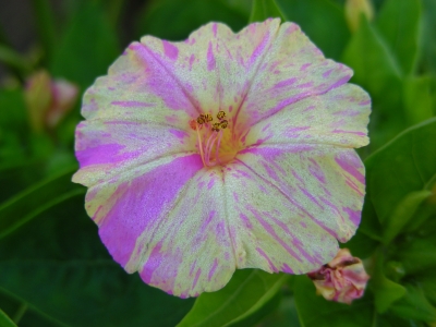 Wunderblumenblüte - lila-weiss gesprenkelt