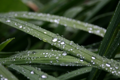 Wassertropfen auf Blättern