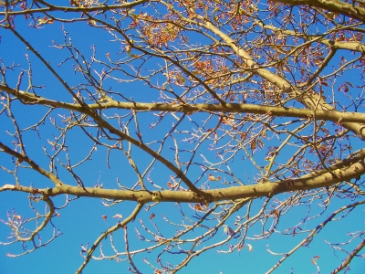 Herbstbaum