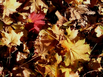 Herbstblätter