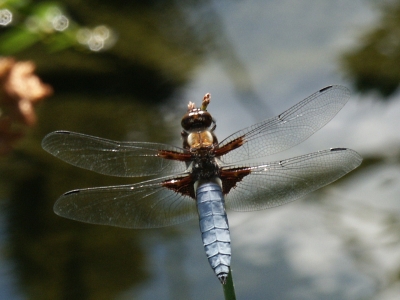 Blaue Libelle