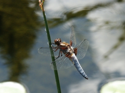 Blaue Libelle