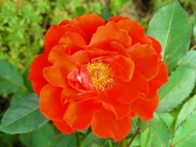orangerote Rosenblüte