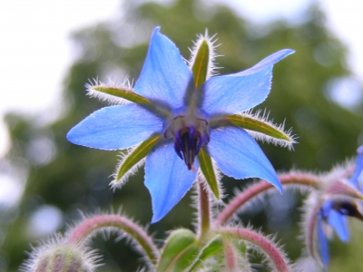 Borretschblüte 01