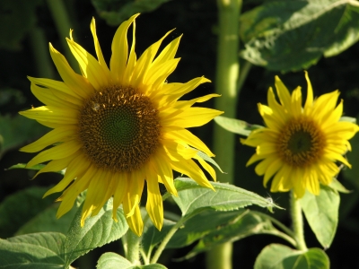 Sonnenblumen-Pärchen