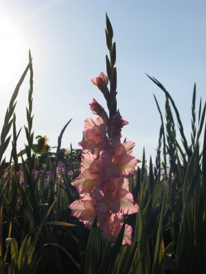 Gladiole