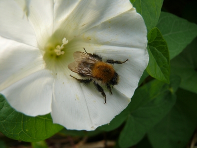 Müde Hummel auf Wicke