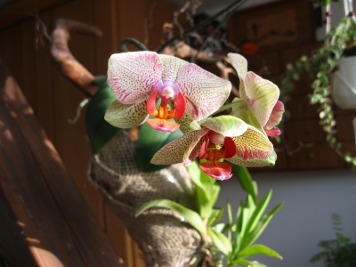 Orchidee auf Wurzel