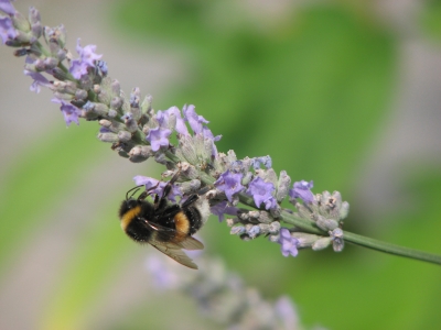 Lavendel