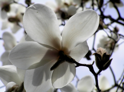 magnolie3