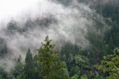 Nebel über den Bäumen