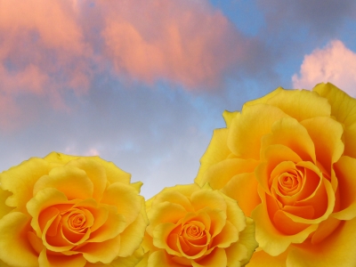 Gelbe Rosen im Abendrot