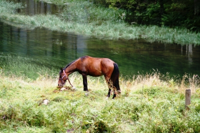 Ein Pferd