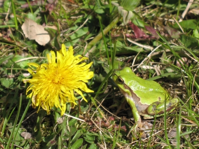 butterblumenfrosch