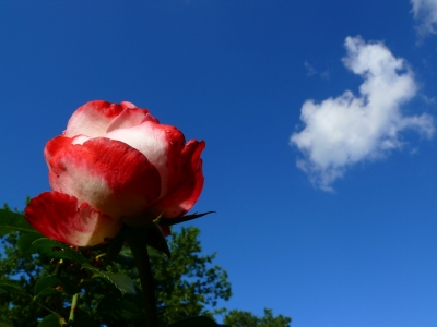 "Rose mit Wolke sieben"