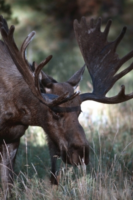 Elch im Yellowstone