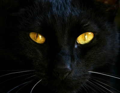Eyecat(cher)