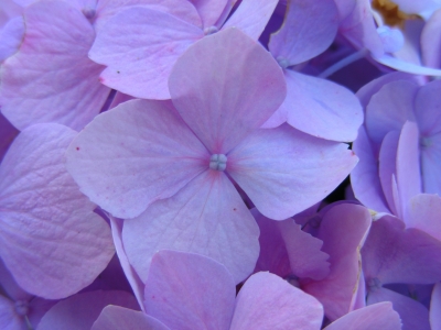 Hortensienblüten - violett
