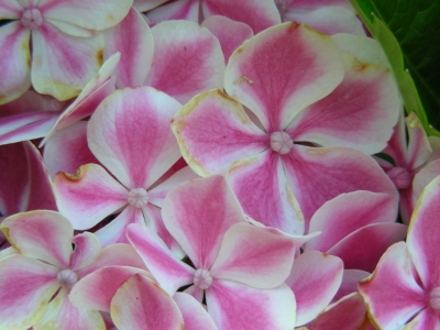 Hortensienblüten - rosa mit weissem Rand