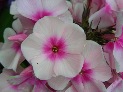 Phloxblüte - wiess mit rosa Mitte