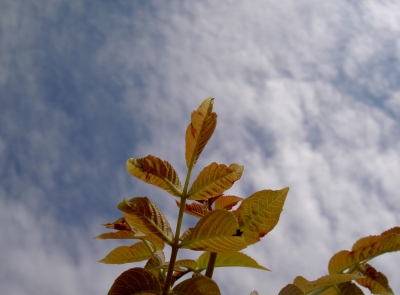 Noch am Baum