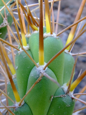 Kaktus ind Peru