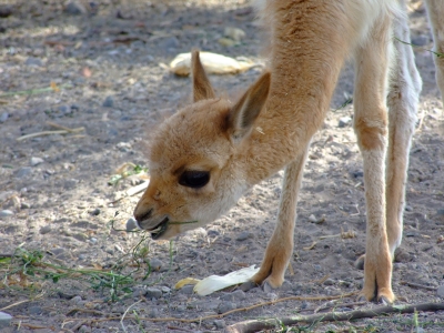 vicuñas