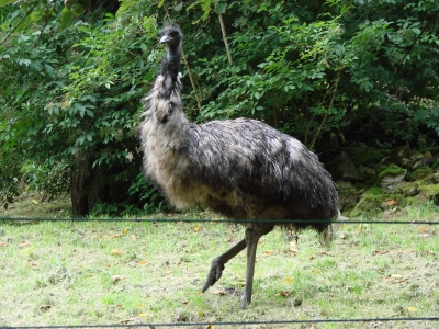 Emu