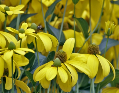 rudbeckia82