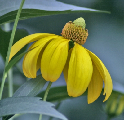 Rudbeckia85