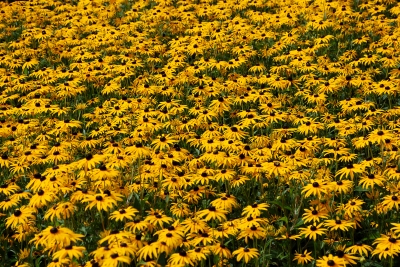 Textur gelbe Blüten