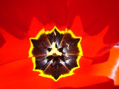 red tulip