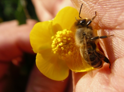 Biene auf Hand mit Blume