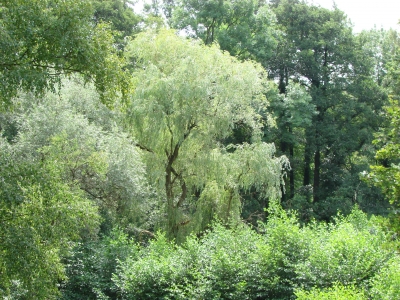 grüne Wälder