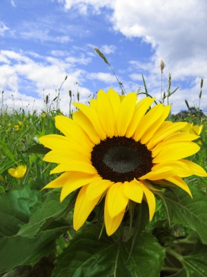 Tournesol Sunflower
