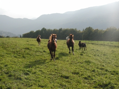 Galopp_im_Jura