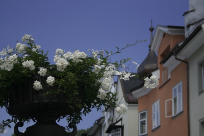 Blüten in Feldkirch