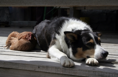 Freunde auf der Alpe