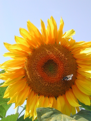 schöne Sonnenblume