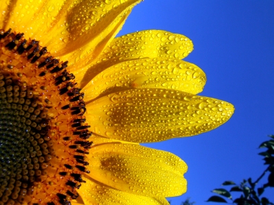 Sonnenblumenmorgentau