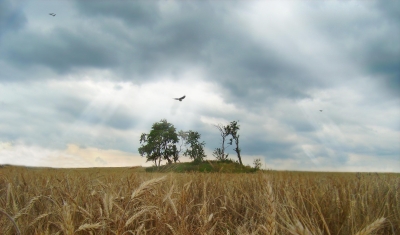 Insel im Gerstenfeld