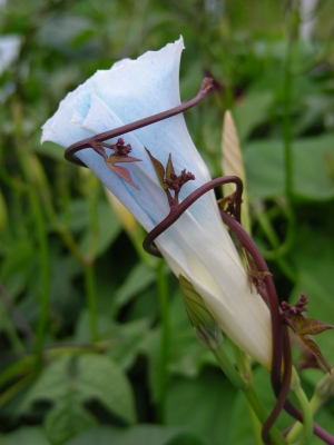 gefangen - Trichterwindenblüte