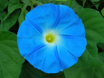 Trichterwindenblüte - azurblau