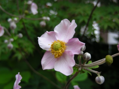 Sommeranemonenblüte - rosa