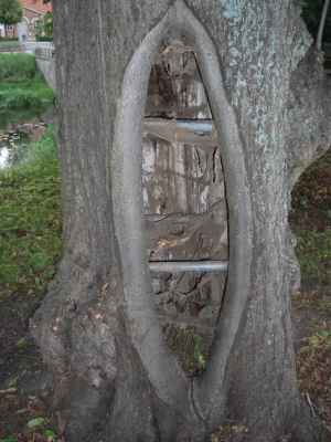 Ein Versteck im Baum