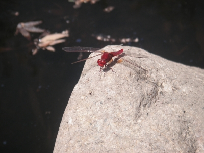 rote Libelle